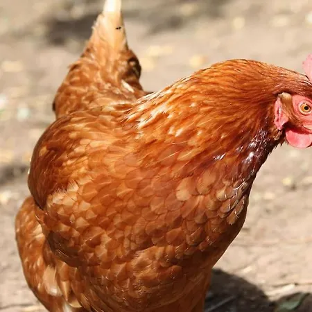 Le Monalya Leubringhen