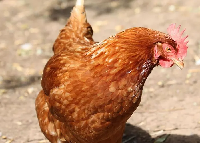 Le Monalya Leubringhen